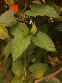 Thunbergia alata image