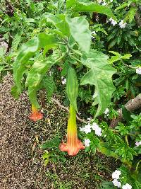 Brugmansia sanguinea image