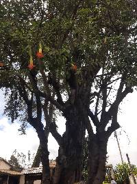 Brugmansia sanguinea image