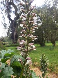 Acanthus mollis image
