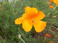Eschscholzia californica image