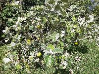Solanum marginatum image