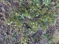 Arcytophyllum thymifolium image
