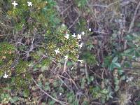 Arcytophyllum thymifolium image