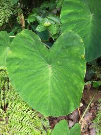 Colocasia esculenta image