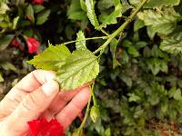 Hibiscus archeri image