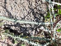 Parkinsonia aculeata image