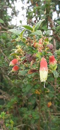 Brachyotum ledifolium image