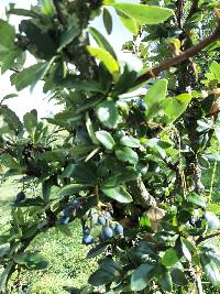 Berberis hallii image