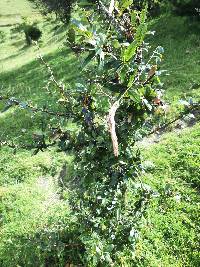 Berberis hallii image