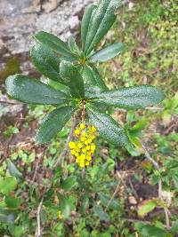 Berberis hallii image
