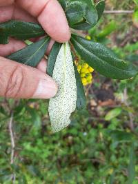 Berberis hallii image