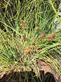 Cyperus ligularis image