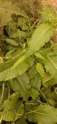 Rumex obtusifolius image