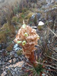 Puya cajasensis image