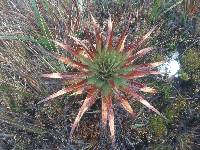 Puya cajasensis image