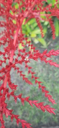 Racinaea fraseri image