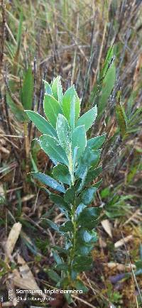 Monticalia vaccinioides image
