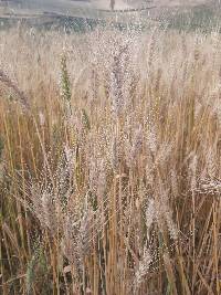Triticum aestivum image