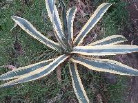 Agave americana image
