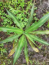 Furcraea hexapetala image
