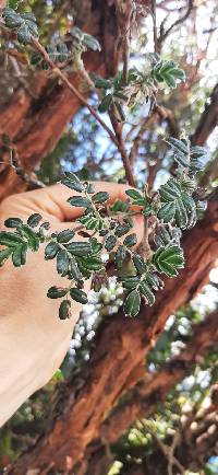 Polylepis pauta image