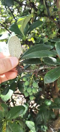 Berberis hallii image