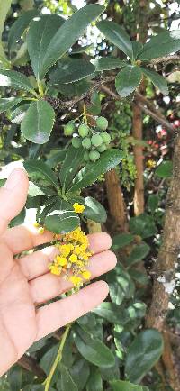 Berberis hallii image