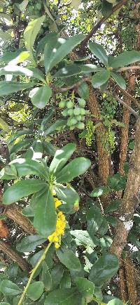 Berberis hallii image