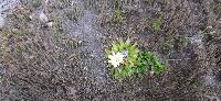 Hypochaeris sessiliflora image