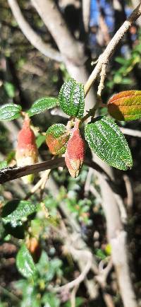 Brachyotum ledifolium image