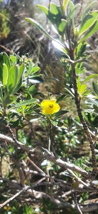 Columellia oblonga image