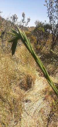 Bomarea glaucescens image