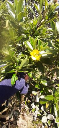 Columellia oblonga image