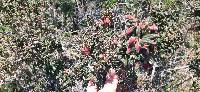 Brachyotum ledifolium image