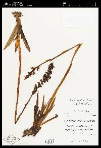 Gomphichis macbridei image
