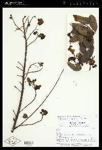 Senna spectabilis image