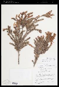 Disterigma acuminatum image