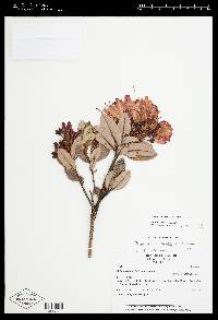 Bejaria mathewsii image