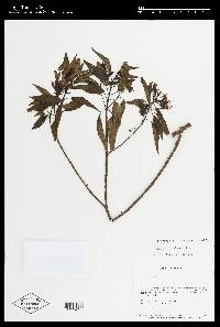 Huberia peruviana image