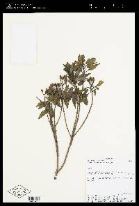 Huberia peruviana image