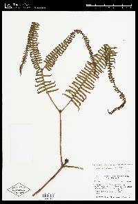 Sticherus rubiginosus image