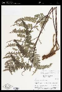 Pityrogramma tartarea image