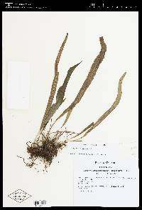 Campyloneurum amphostenon image