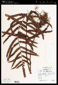 Serpocaulon sessilifolium image