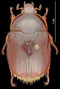 Thyriochlorota gaujoni image