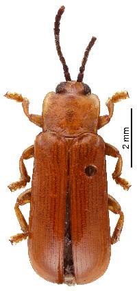 Cephaloleia lojaensis image