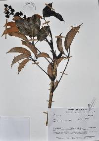 Sciodaphyllum planchonianum image