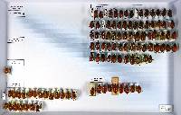 Cyclocephala marginalis image
