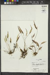 Lepanthes adelphe image
